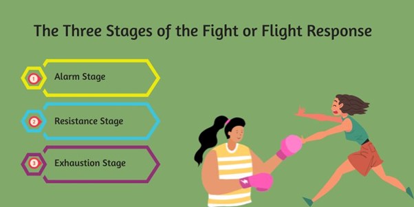 The Three Stages of the fight or flight Response