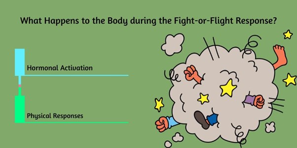 What Happens to the Body during the fight or flight Response